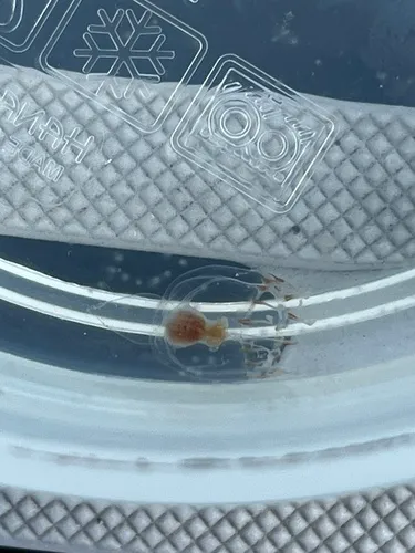 Leuckartiara longicalcar