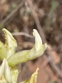 Tweedy's Milkvetch thumbnail 3