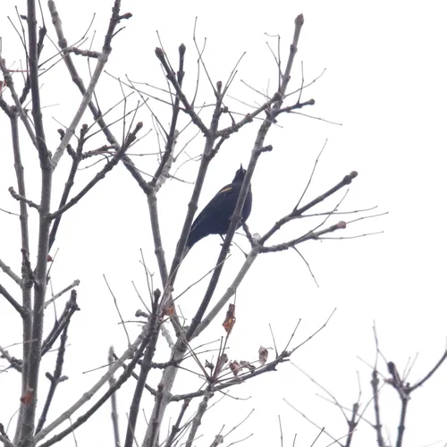 Red-winged Blackbird