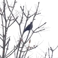 Red-winged Blackbird thumbnail 1