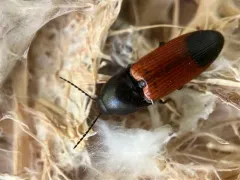 Ampedus behrensi thumbnail 2