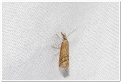 Neodactria zeellus thumbnail 2