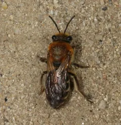 Rufous-backed Cellophane Bee thumbnail 2