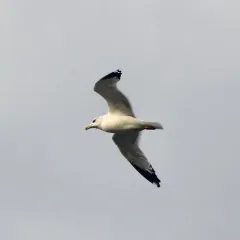 Ring-billed Gull thumbnail 2