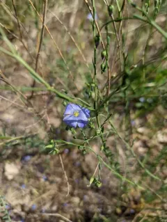 perennial flax thumbnail 2