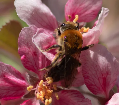 Rufous-backed Cellophane Bee