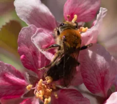 Rufous-backed Cellophane Bee thumbnail 1