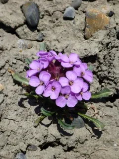 Pallas' Wallflower thumbnail 1