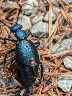 Pedilus canaliculatus thumbnail 4