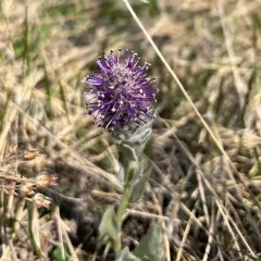 Wyoming kittentails thumbnail 4