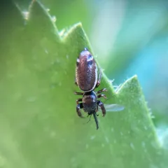 Buttonhook Leafbeetle Jumping Spider thumbnail 4