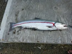 Dolly Varden thumbnail 3