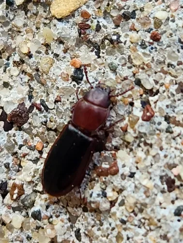 Tenebroides collaris