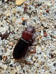 Tenebroides collaris thumbnail 1