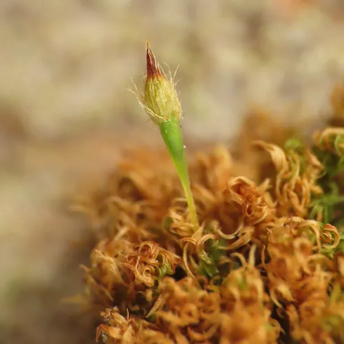 Twisted Ulota Moss