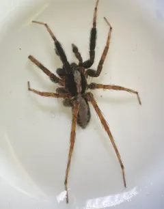 Brush-legged Split Wolf Spider thumbnail 2