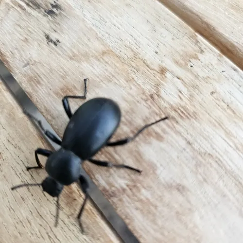 California Broad-necked Darkling Beetle
