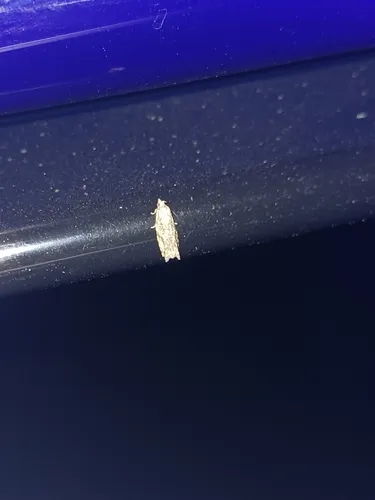 Proteoteras obnigrana