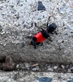 Enoclerus acerbus thumbnail 2