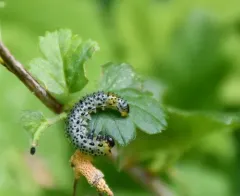 Imported Currantworm thumbnail 4