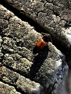 Chick Click Beetle thumbnail 3