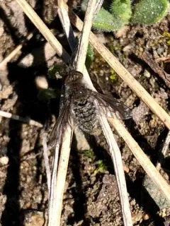 Conophorus fallax thumbnail 2