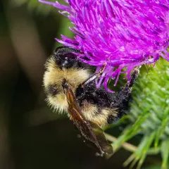 Lemon Cuckoo Bumble Bee thumbnail 2