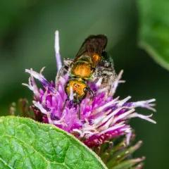 Pure Green Sweat bee thumbnail 4