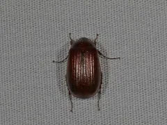 Serica atracapilla thumbnail 1