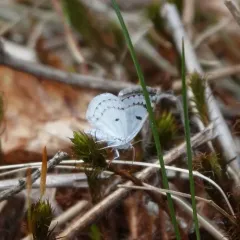 Bluish Spring Moth thumbnail 4