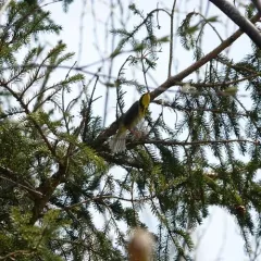 Canada Warbler thumbnail 4