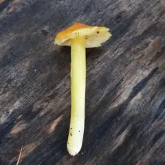 Golden Waxy Cap thumbnail 3