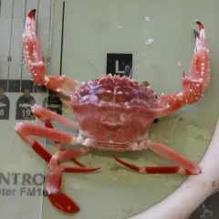 Bathyal Swimming Crab thumbnail 2