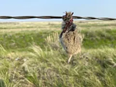 Sagebrush Vole thumbnail 2
