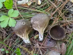 Helvella costifera thumbnail 3