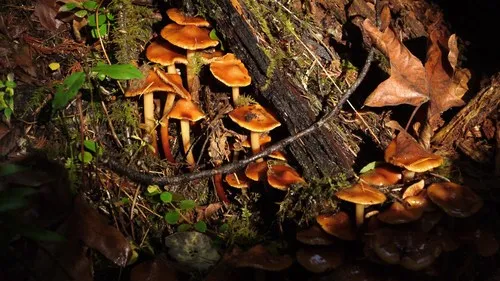 Phaeocollybia californica