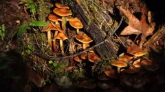 Phaeocollybia californica thumbnail 1
