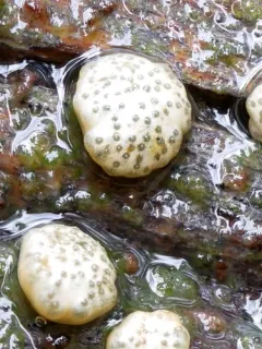Trichoderma strictipile thumbnail 2