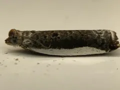 White-edged Ancylis Moth thumbnail 2