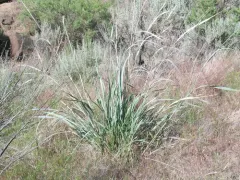 giant wild rye thumbnail 3