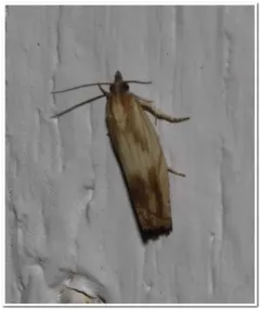 Eucosma awemeana thumbnail 2