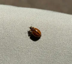 Larch Lady Beetle thumbnail 2