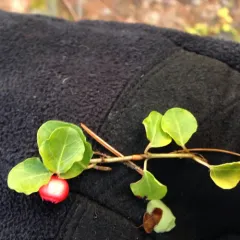 partridgeberry thumbnail 3