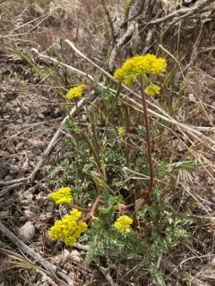 broadsheath desert parsley thumbnail 3