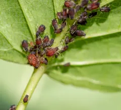 American Viburnum Aphid thumbnail 4