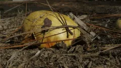 Golden Bolete thumbnail 4