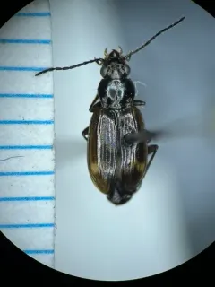 Bembidion incrematum thumbnail 4