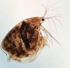 Simocephalus serrulatus thumbnail 1
