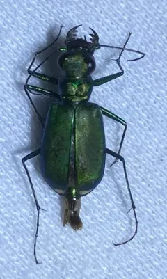 Sagebrush Tiger Beetle thumbnail 2
