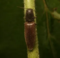 common brown click beetle thumbnail 3